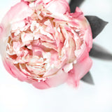 Blush peony III Poster och Canvastavla