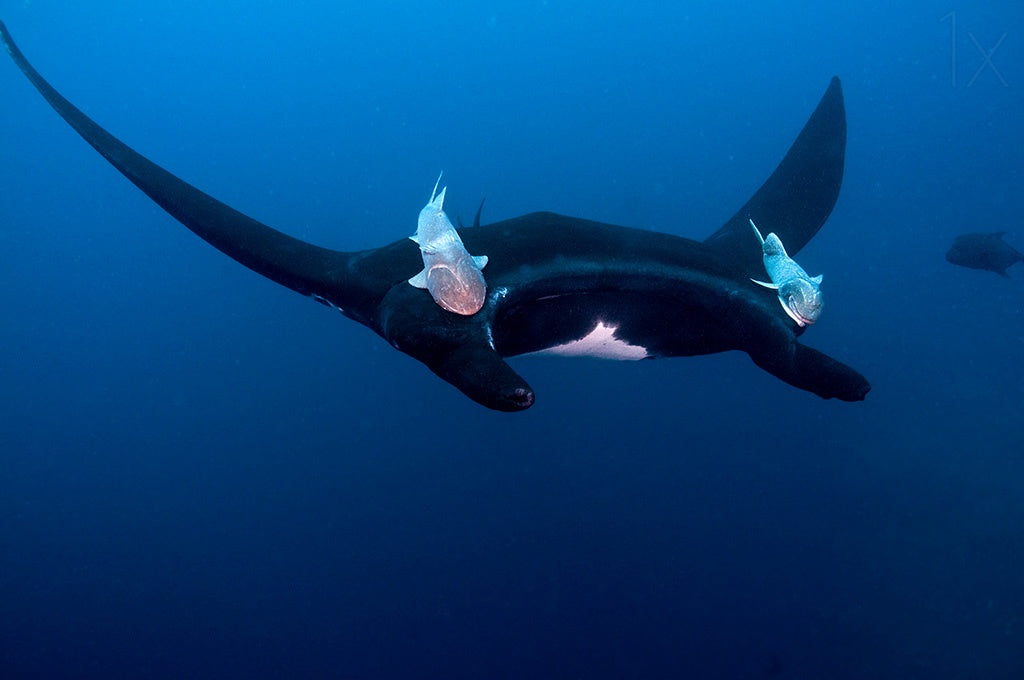 Black Pacific Manta Poster och Canvastavla