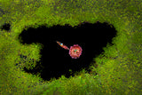Harvesting Waterlily Poster och Canvastavla