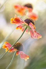 Helenium* Poster och Canvastavla