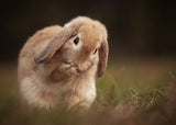 Rabbit Poster och Canvastavla