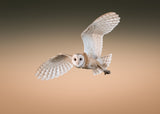 Barn Owl Poster och Canvastavla