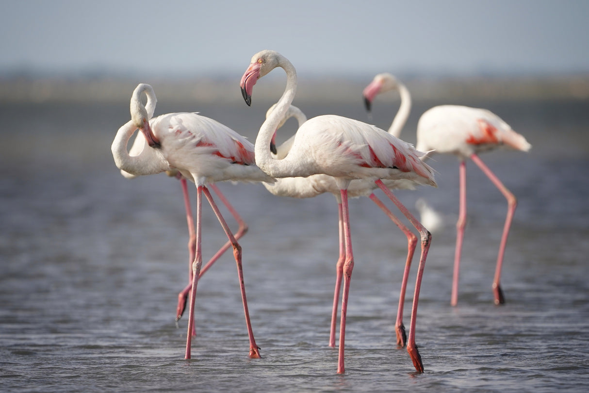 Flamingos from Provence Poster och Canvastavla