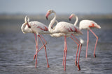 Flamingos from Provence Poster och Canvastavla