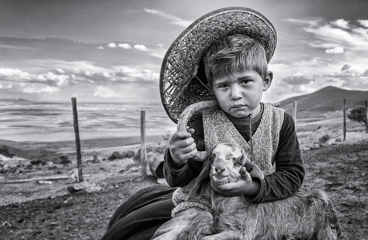 little shepherd Poster och Canvastavla