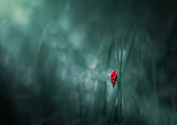 Lonely walk Poster och Canvastavla