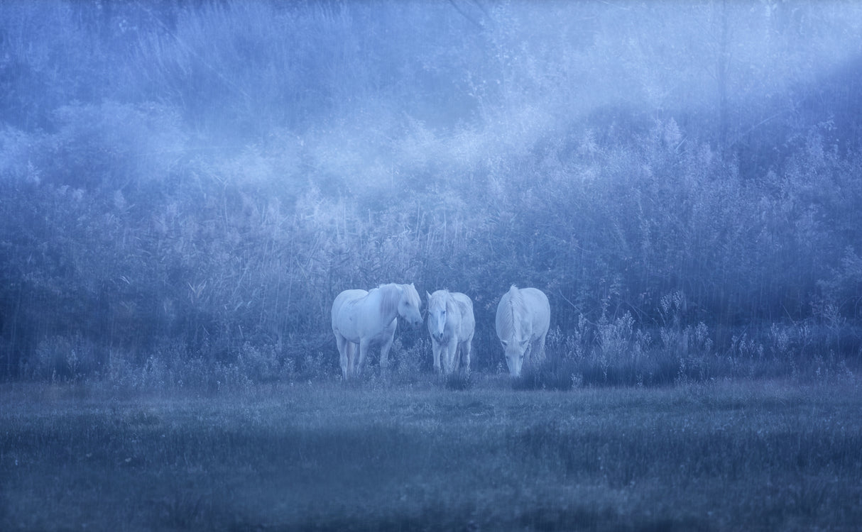 white horses Poster och Canvastavla