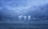 white horses Poster och Canvastavla
