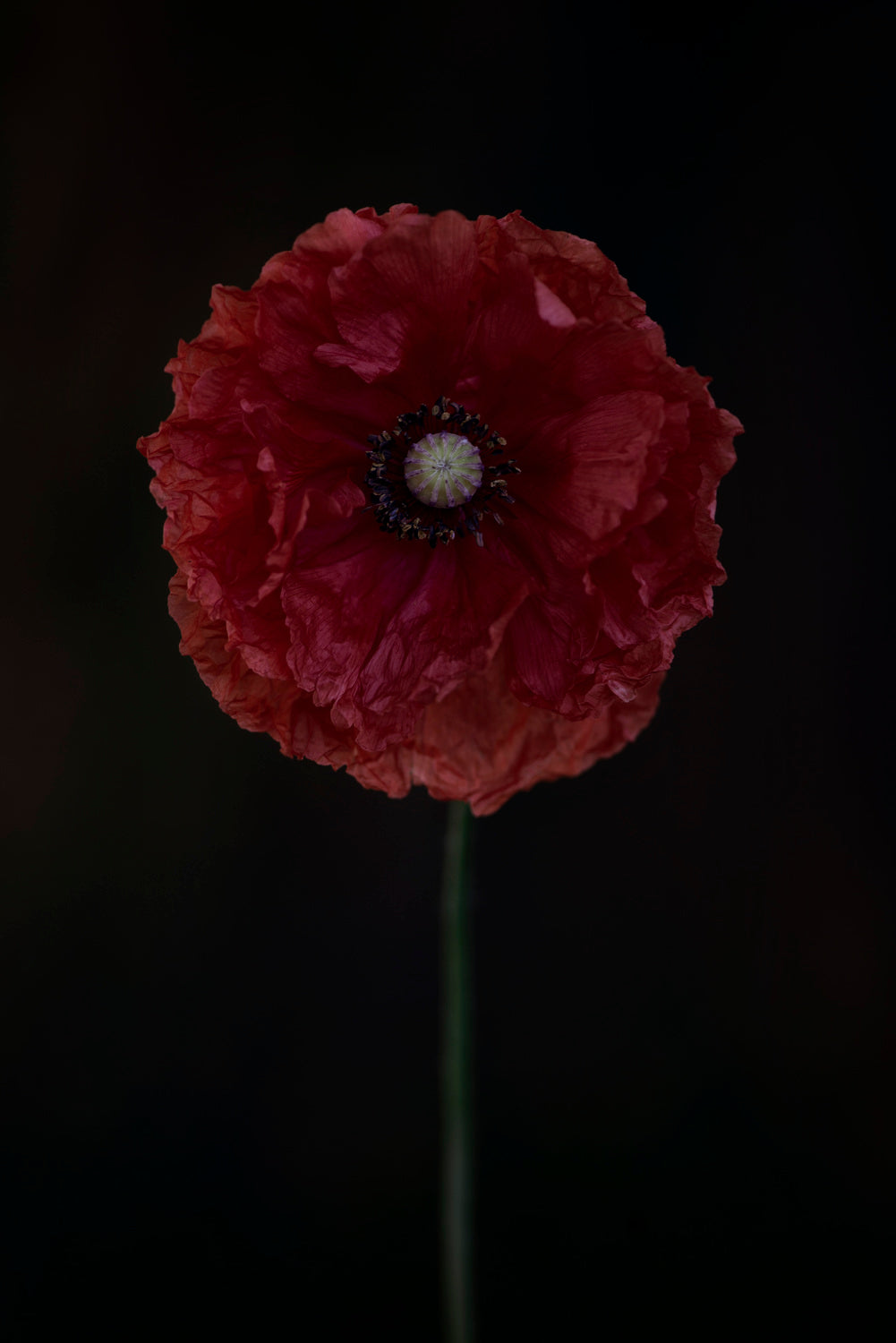 One red poppy Poster och Canvastavla