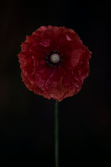 One red poppy Poster och Canvastavla
