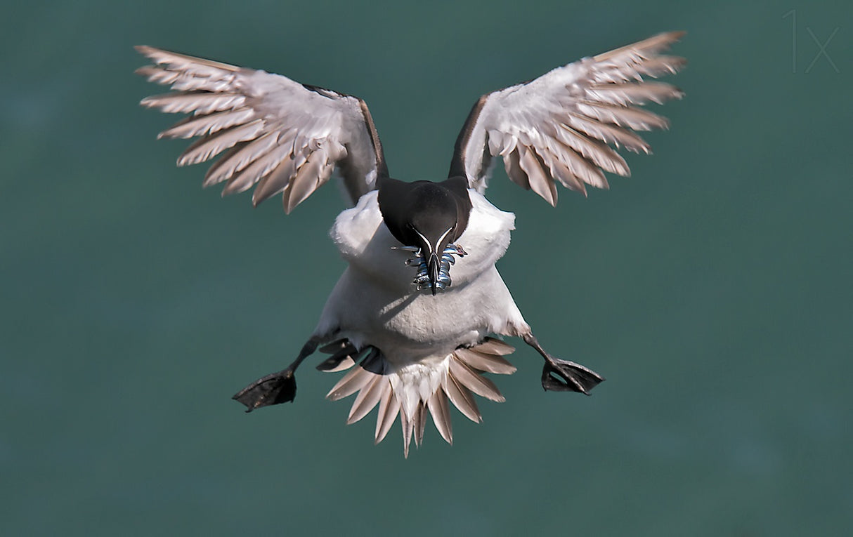 Incoming Razorbill Poster och Canvastavla
