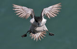 Incoming Razorbill Poster och Canvastavla
