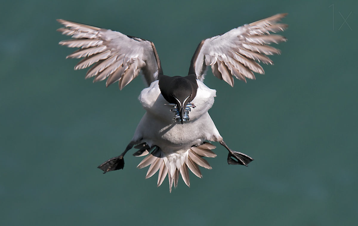 Incoming Razorbill Poster och Canvastavla