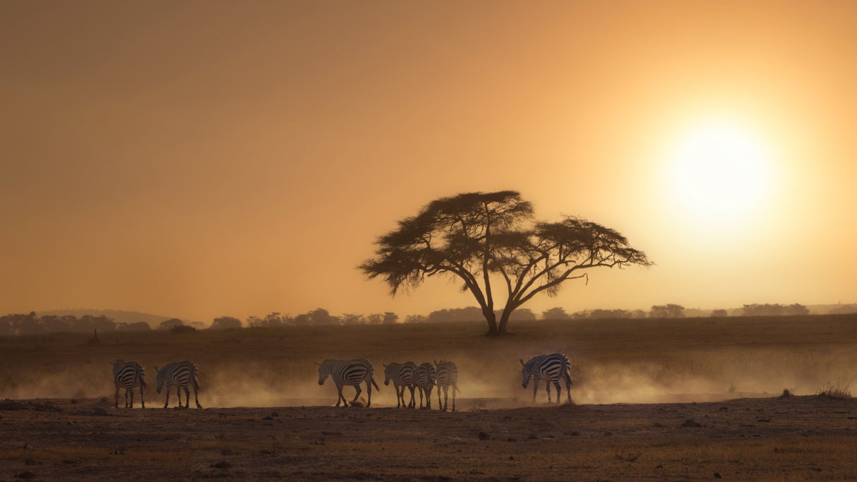 African scenes 7R44049 Poster och Canvastavla