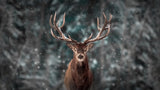 Deer King Poster och Canvastavla
