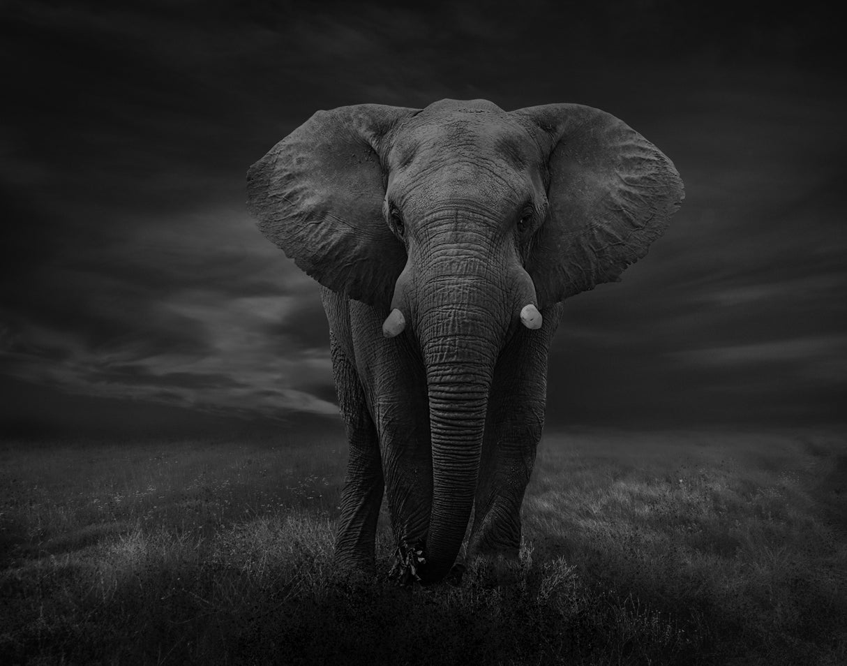The Lonely Elephant Poster och Canvastavla