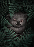 Cute Baby Koala Poster och Canvastavla