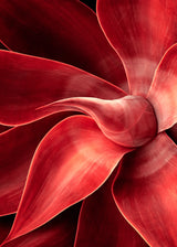 Shades of red Poster och Canvastavla