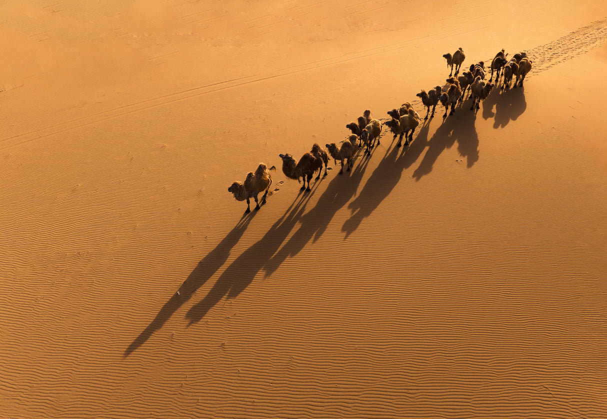 The Camel and the Shadow Poster och Canvastavla
