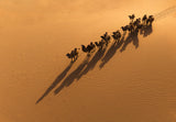 The Camel and the Shadow Poster och Canvastavla