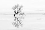 Tree and Ducks Poster och Canvastavla