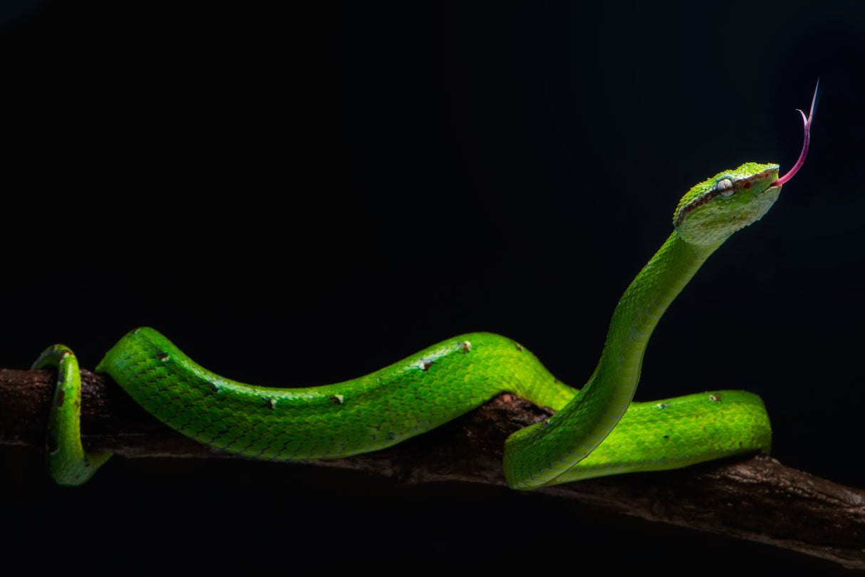 borneo viper Poster och Canvastavla
