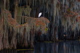 White heron on the Spanish moss Poster och Canvastavla
