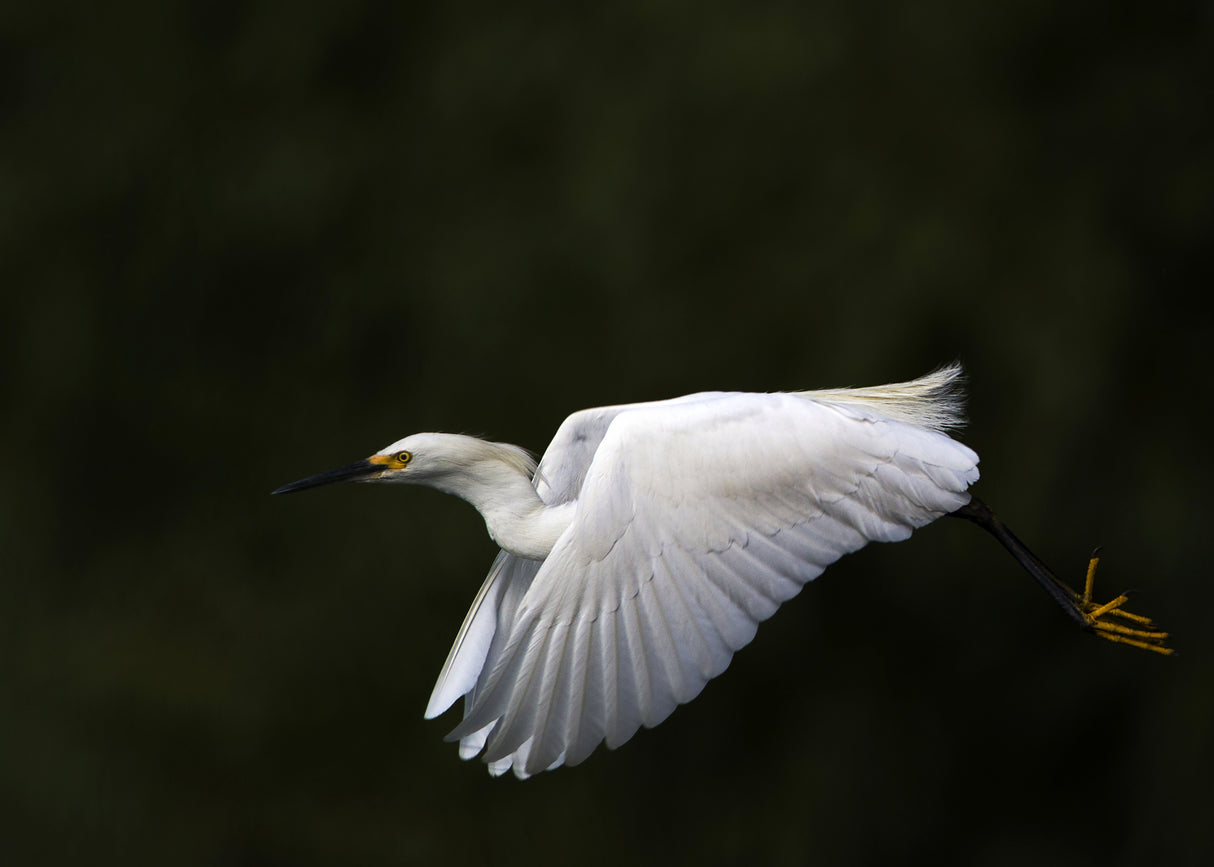 Fly by.... Poster och Canvastavla