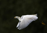 Fly by.... Poster och Canvastavla