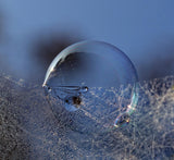 Blue bubble morning Poster och Canvastavla