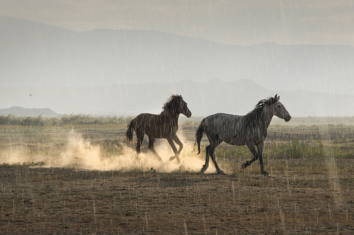 Rain Sun Horses Poster och Canvastavla