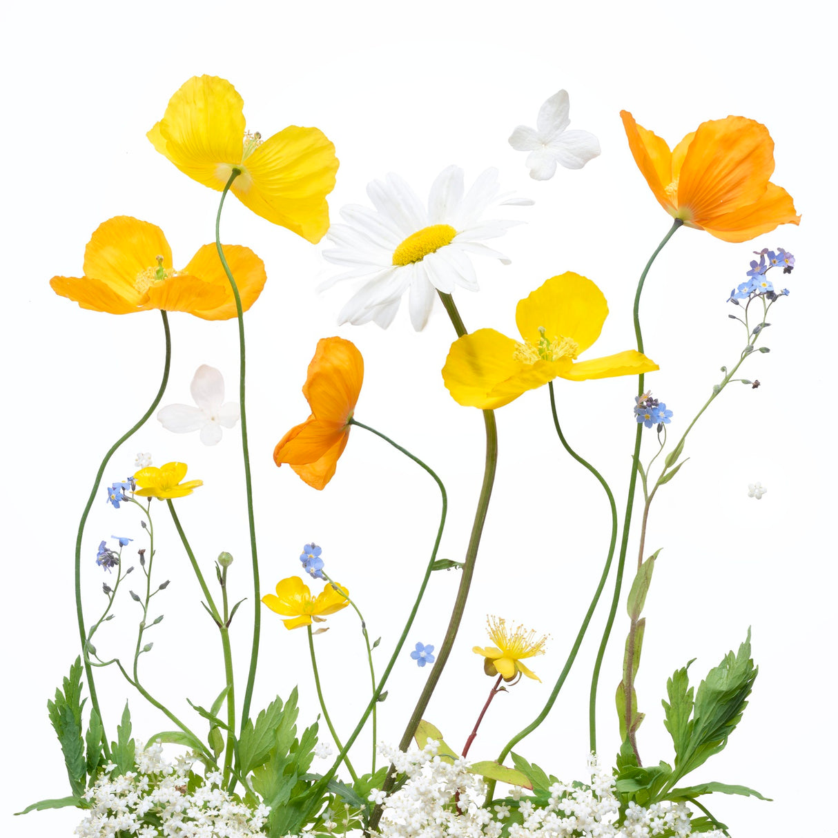 Spring Sunshine Poster och Canvastavla