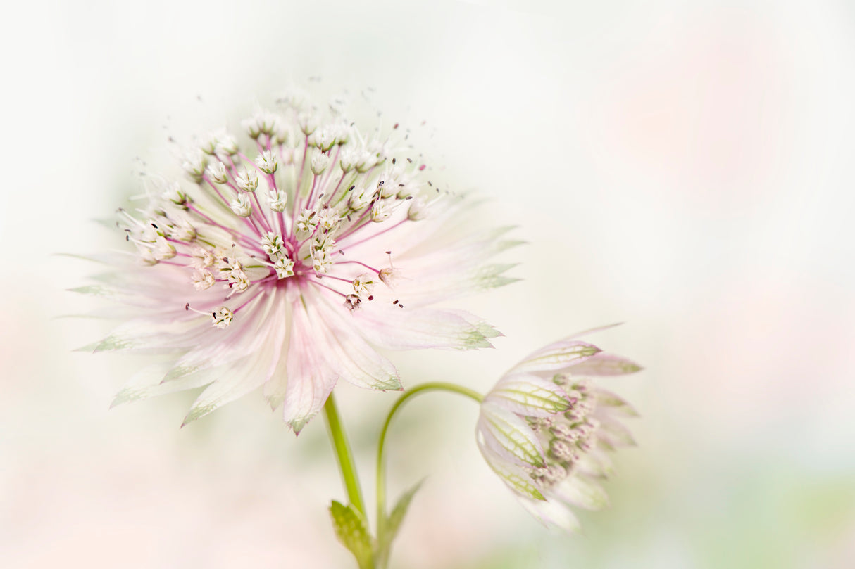 Astrantia Poster och Canvastavla