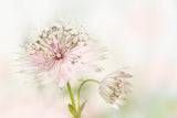 Astrantia Poster och Canvastavla