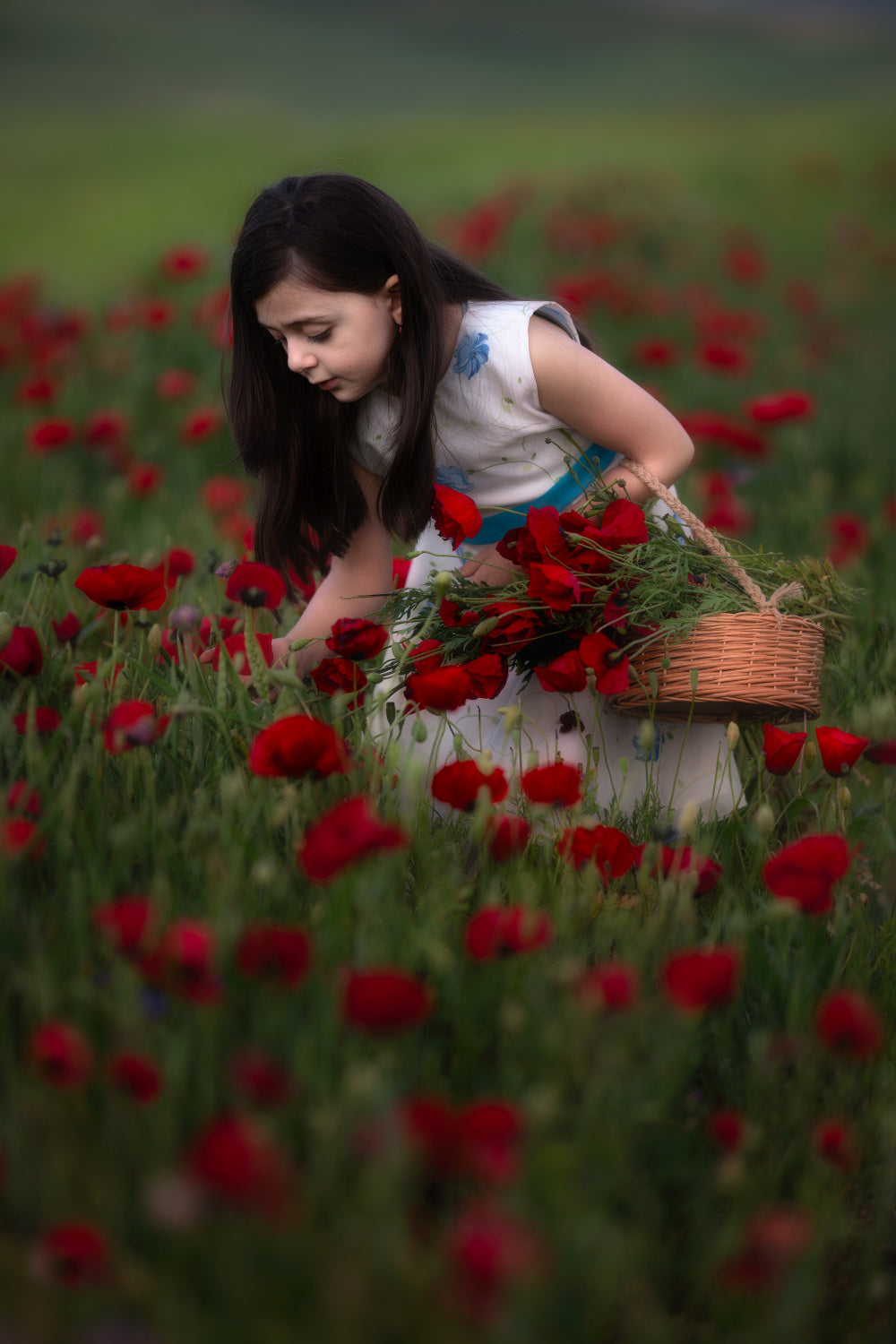 Poppy Girl Poster och Canvastavla
