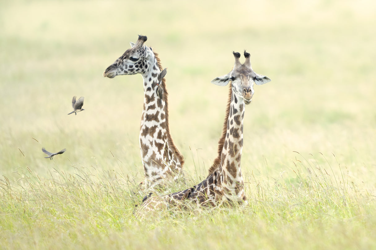 Giraffes in Masai Mara Poster och Canvastavla