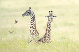 Giraffes in Masai Mara Poster och Canvastavla