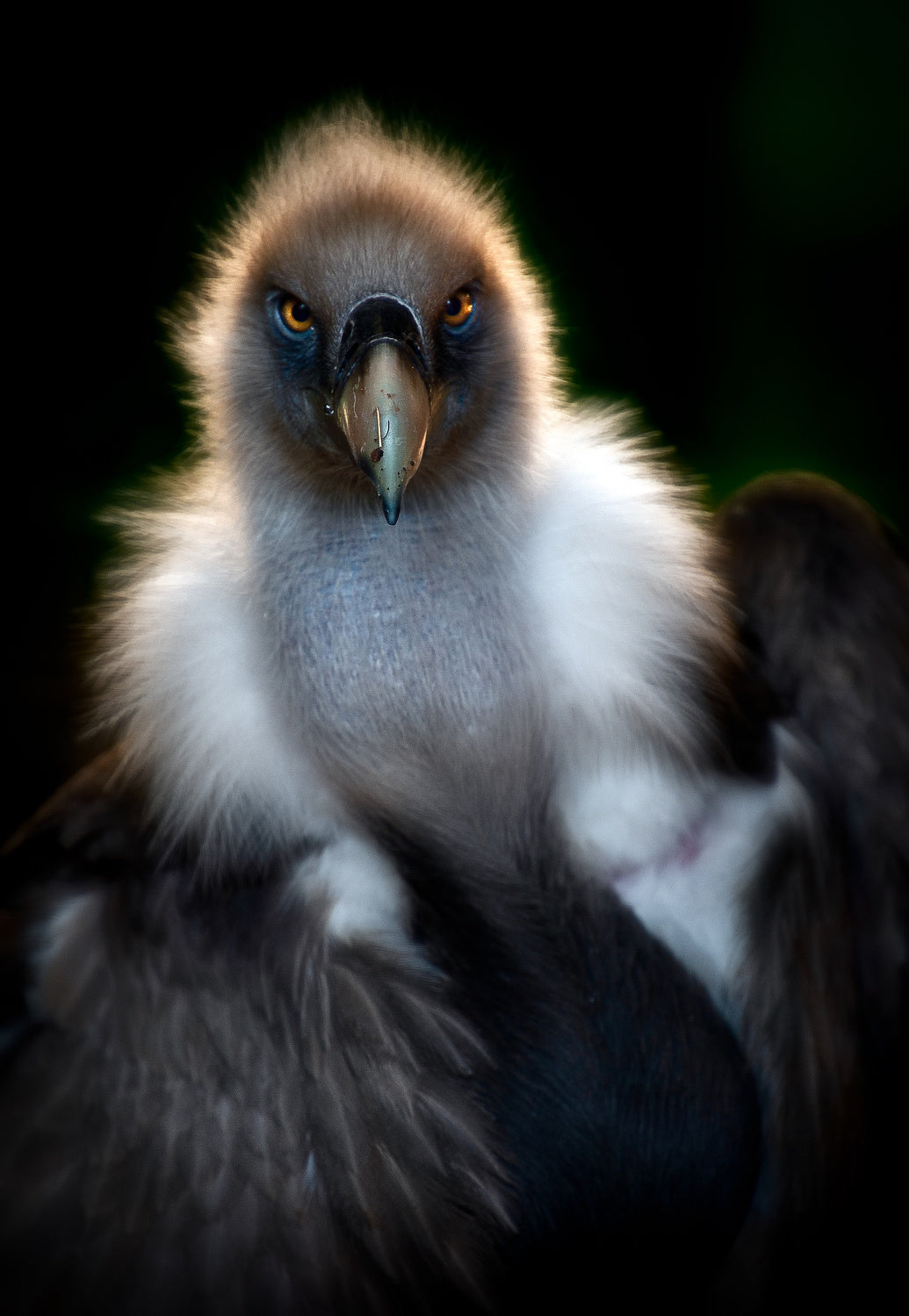 Vulture portrait Poster och Canvastavla