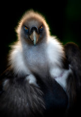 Vulture portrait Poster och Canvastavla