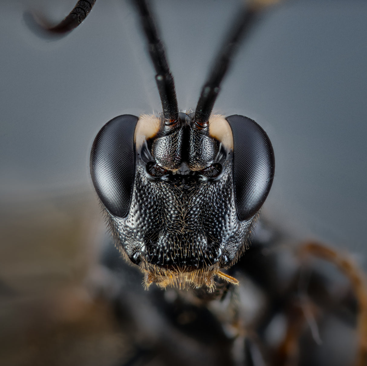 Cerambycidae I Poster och Canvastavla