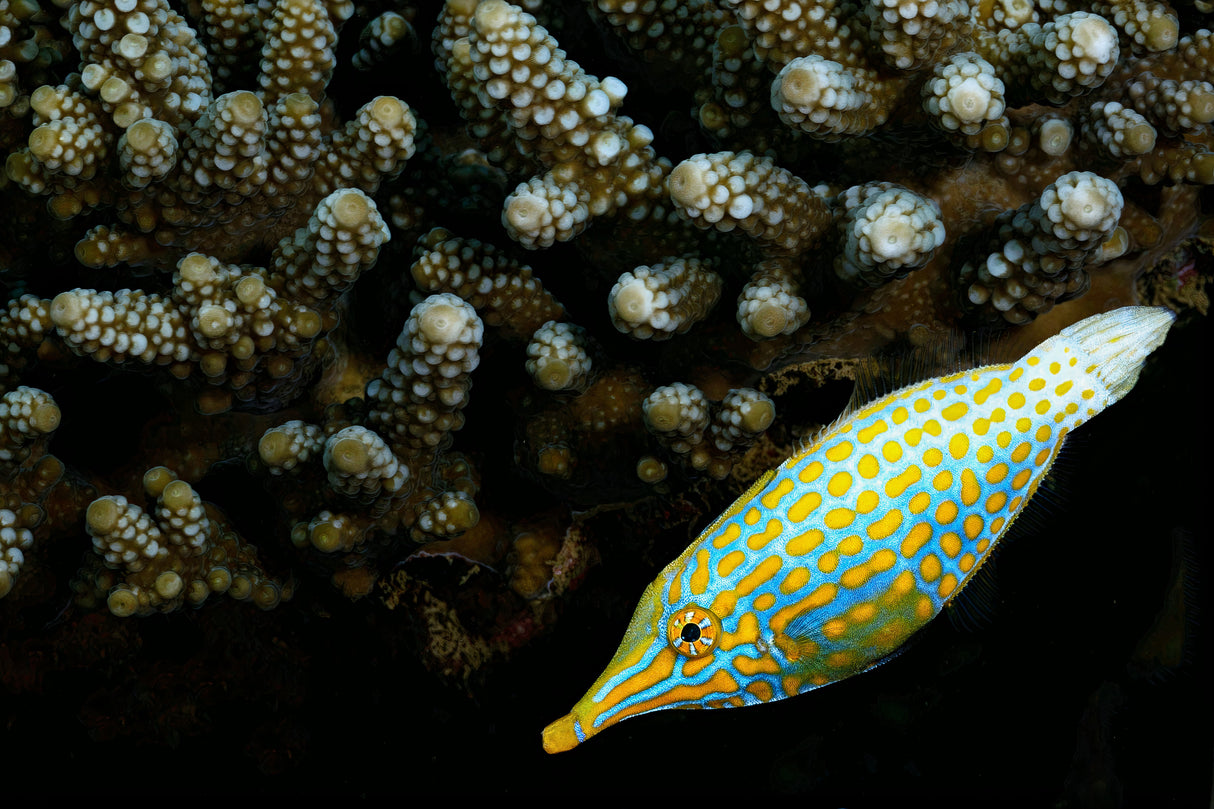 Lime fish Poster och Canvastavla