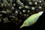 Lime fish Poster och Canvastavla