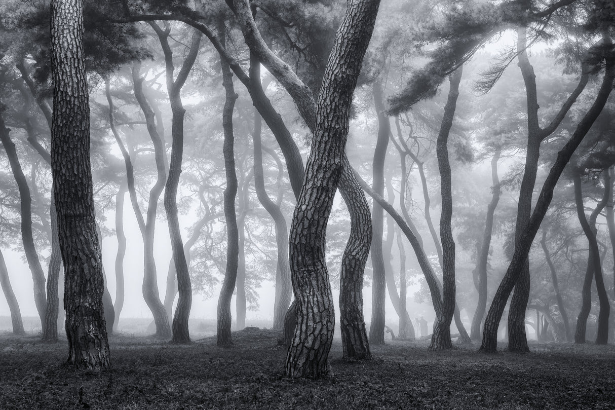 Foggy morning II Poster och Canvastavla