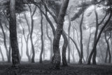 Foggy morning II Poster och Canvastavla