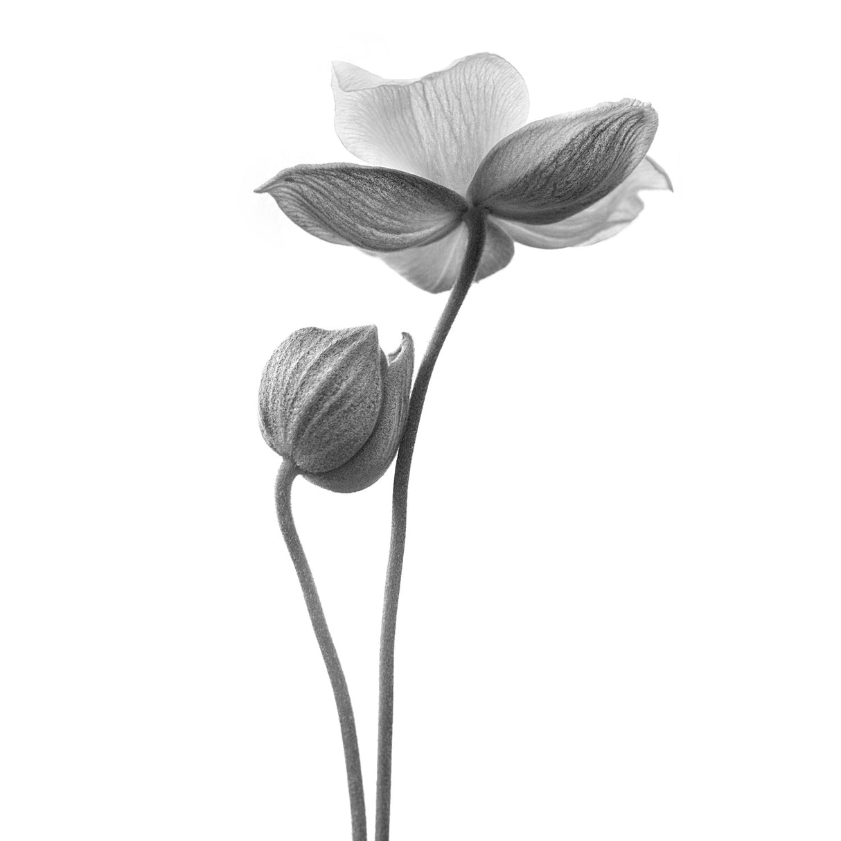 A little touch - monochrome Poster och Canvastavla