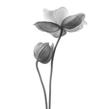 A little touch - monochrome Poster och Canvastavla
