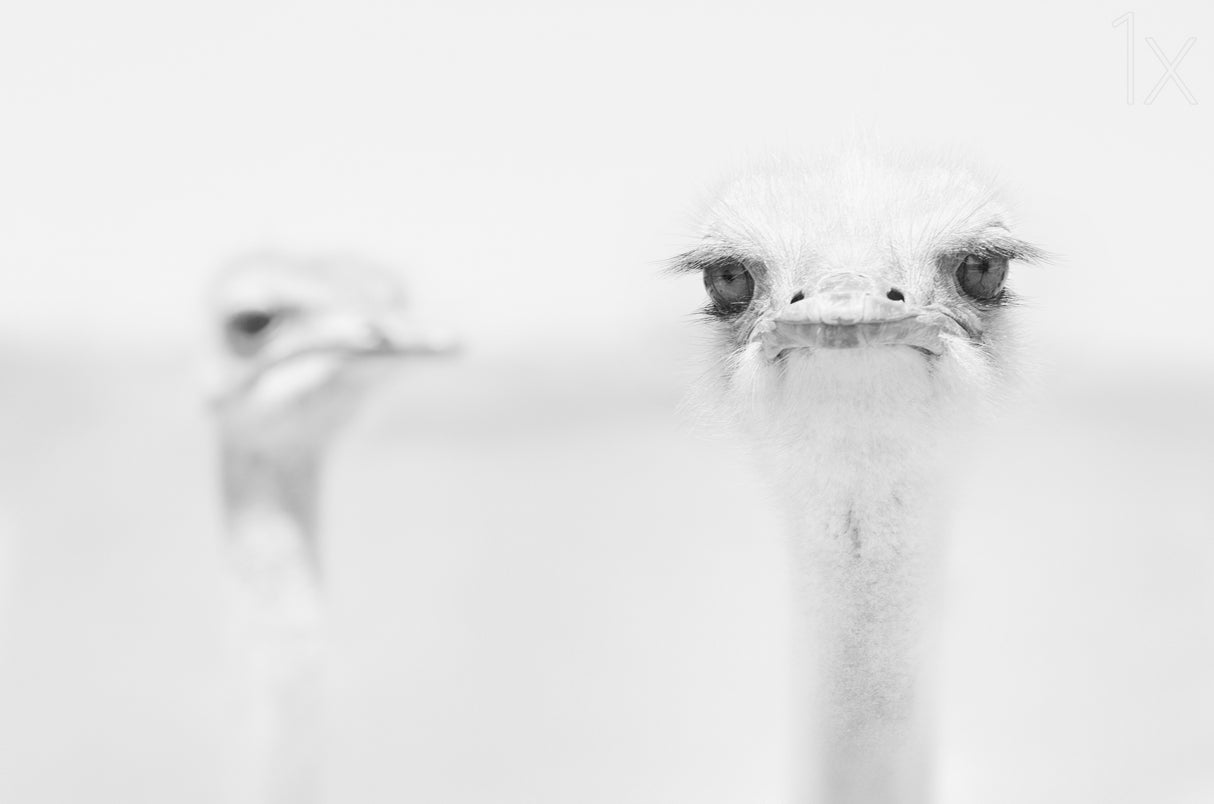 Funny ostrich Poster och Canvastavla
