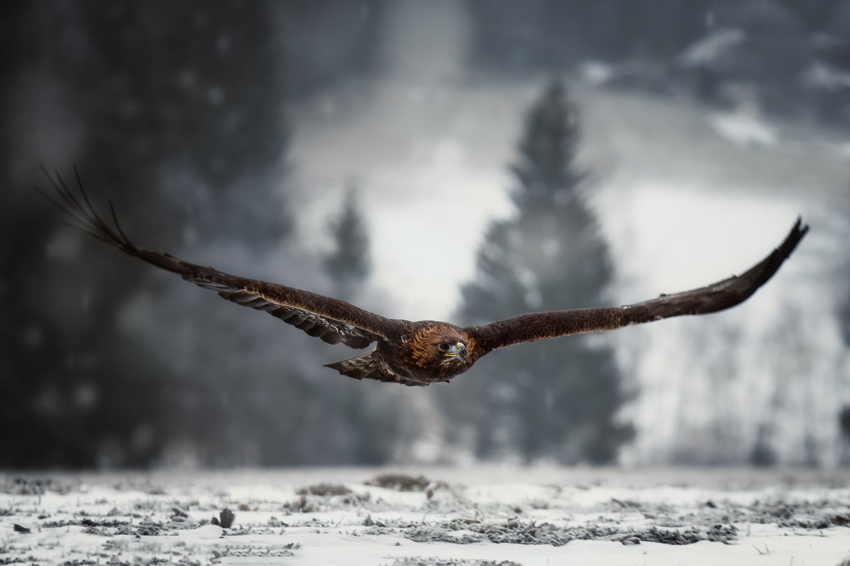 Eagle in winter time Poster och Canvastavla
