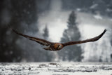 Eagle in winter time Poster och Canvastavla