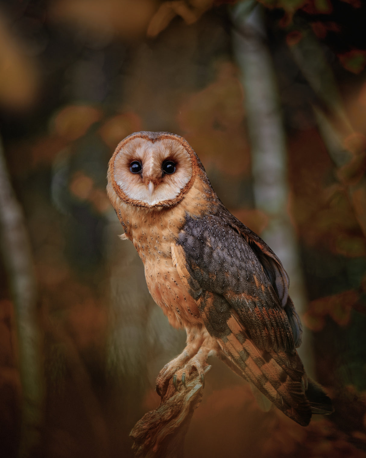 Barn owl in forest Poster och Canvastavla